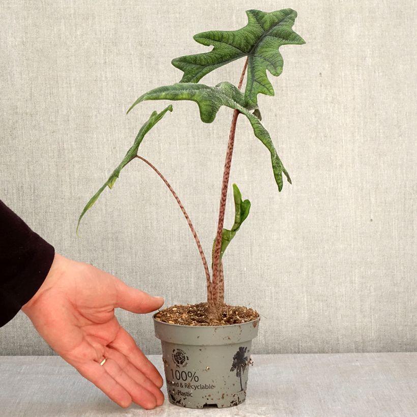 Alocasia Jacklyn - Oreja de elefantephante Maceta de 12 cm / 13 cm Ejemplar entregado en la primavera