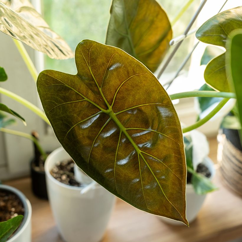 Alocasia wentii - Oreja de elefantephante (Follaje)