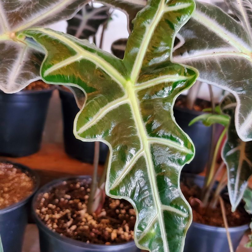 Alocasia Nobilis - Oreja de elefante (Follaje)