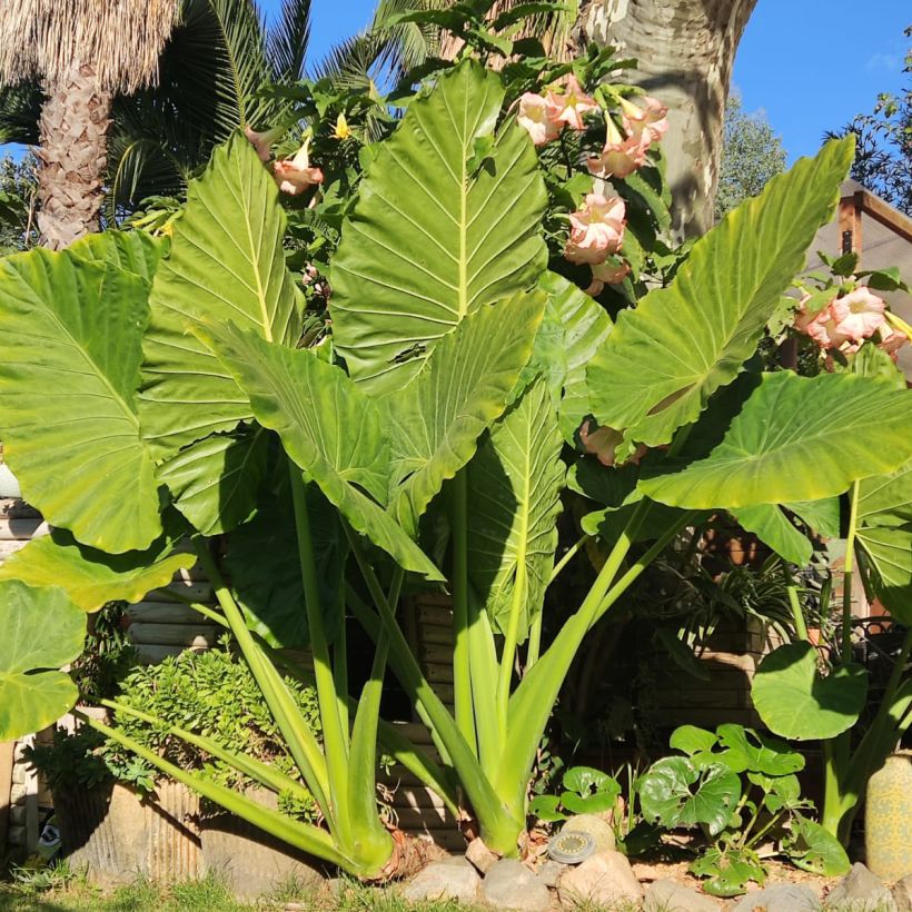 Alocasia odora - Oreja de elefante (Porte)
