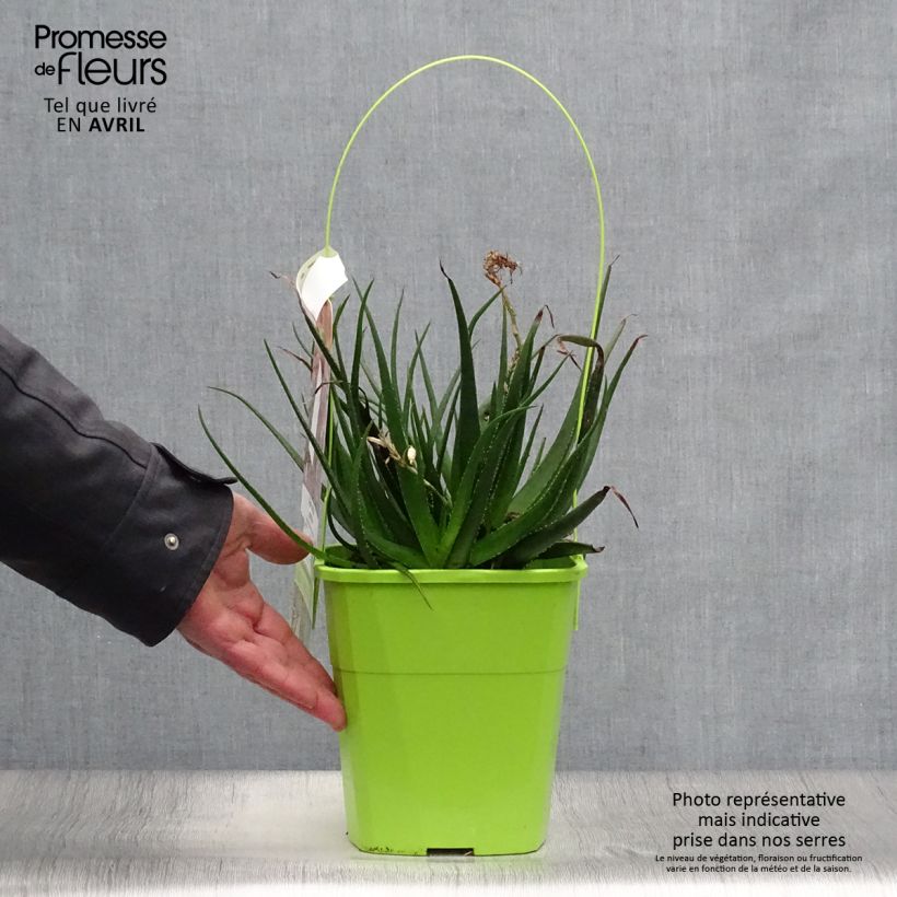 Aloe Safari Sunrise Maceta 3L/4L Ejemplar entregado en la primavera