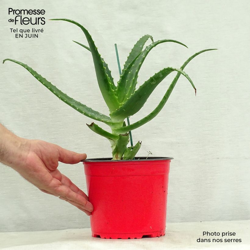 Ejemplar de Aloe arborescens - Áloe candelabro Maceta 2L/3L entregado en verano