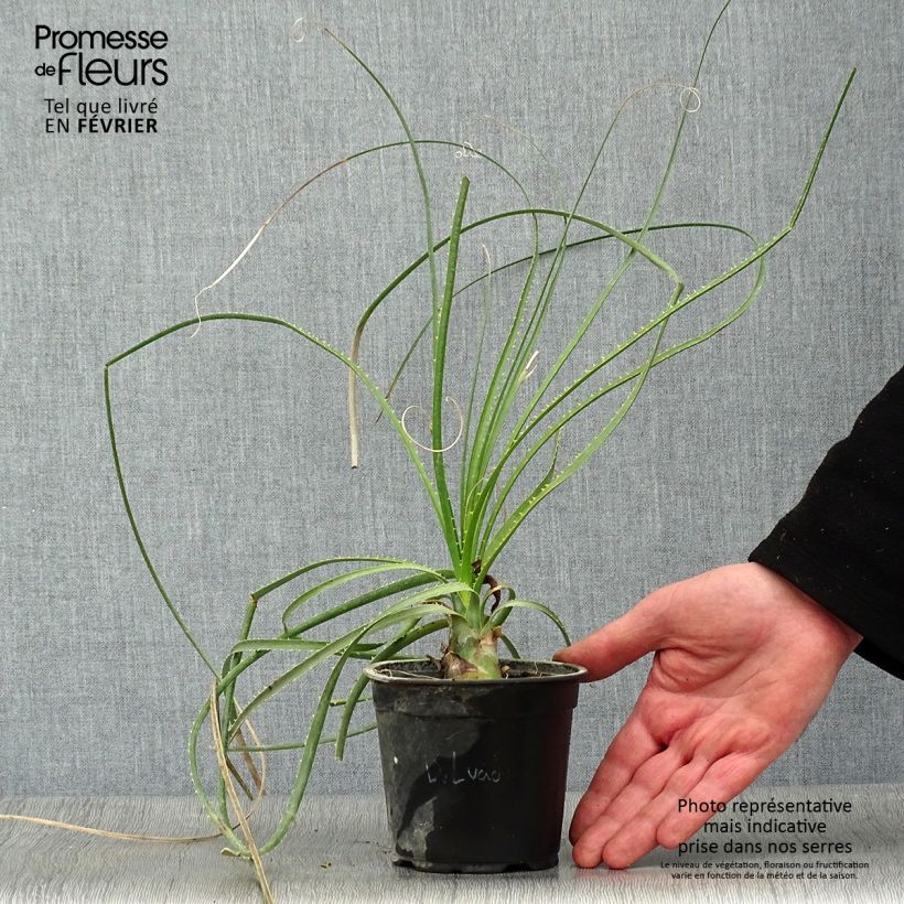 Aloe arborescens - Áloe candelabro Maceta 2L/3L Ejemplar entregado en invierno