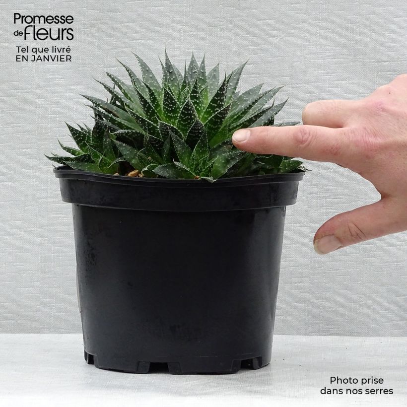 Aloe aristata - Planta antorcha Maceta 2L/3L Ejemplar entregado en invierno