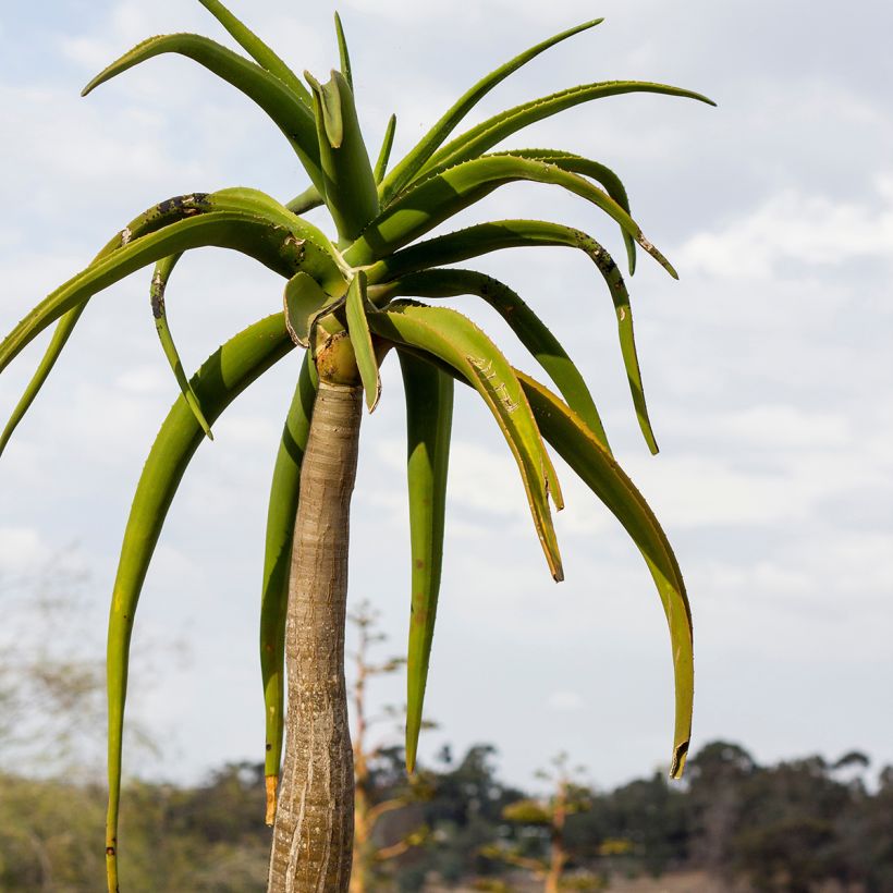 Aloe barberae - Árbol de Aloe (Follaje)