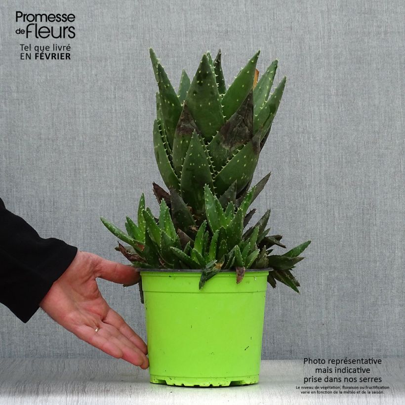 Aloe brevifolia Maceta 2L/3L Ejemplar entregado en invierno