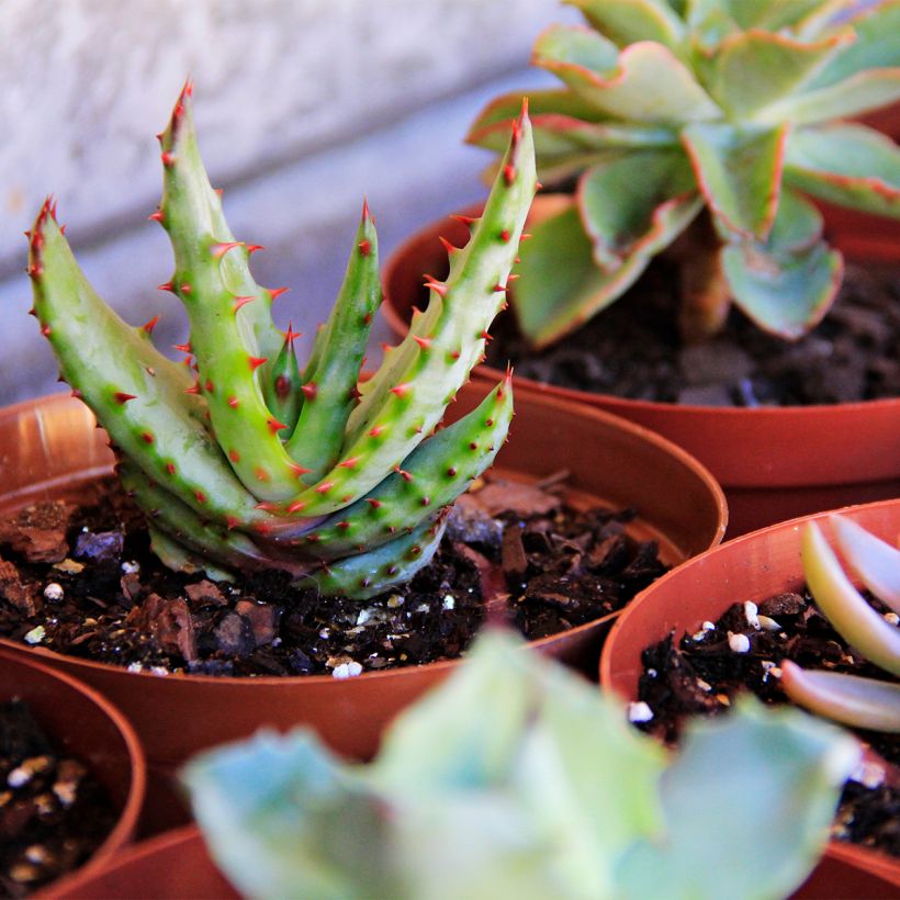 Aloe conifera Twirl (Porte)