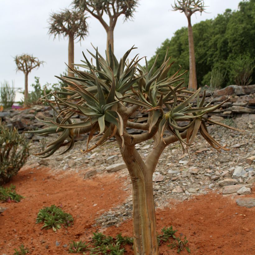 Aloe dichotoma (Porte)