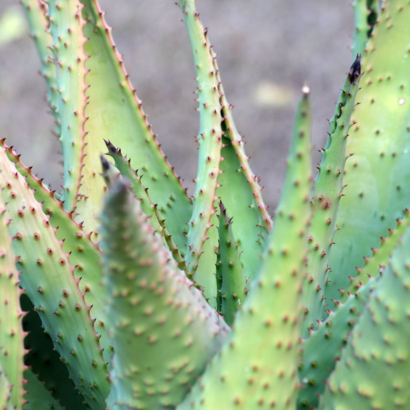 Aloe marlothii - Aloe de montaña (Follaje)