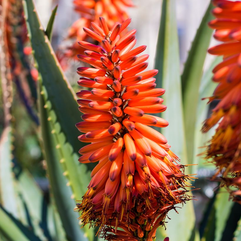 Aloe marlothii - Aloe de montaña (Floración)