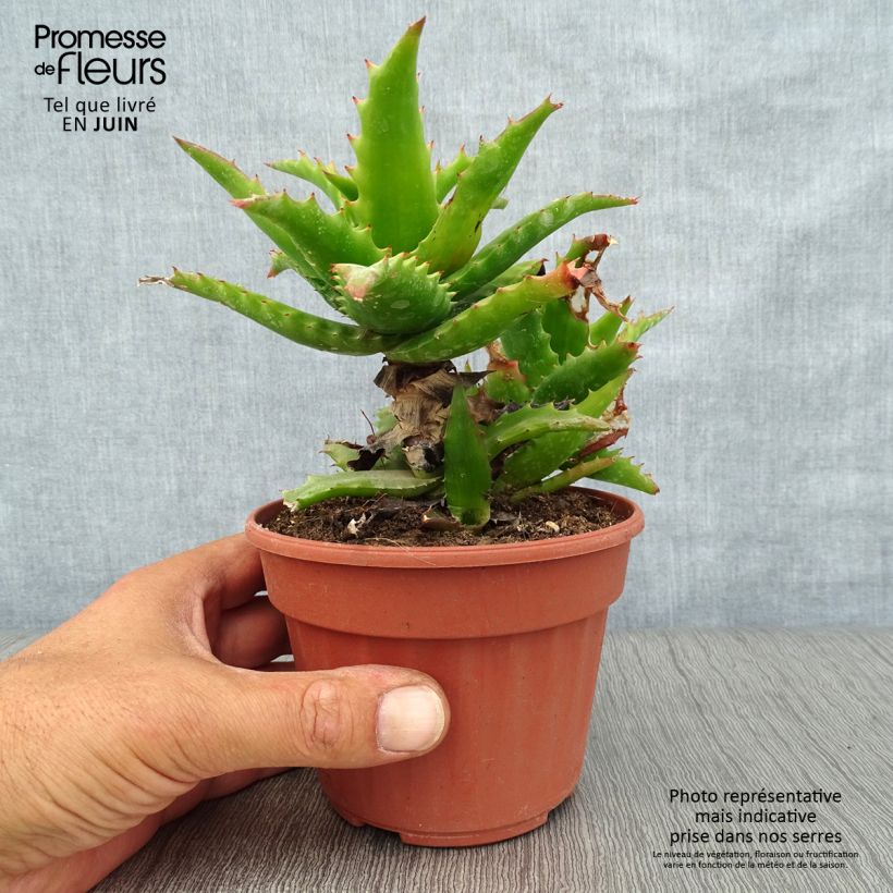 Ejemplar de Aloe morogoroensis Maceta de 12 cm / 13 cm entregado en verano