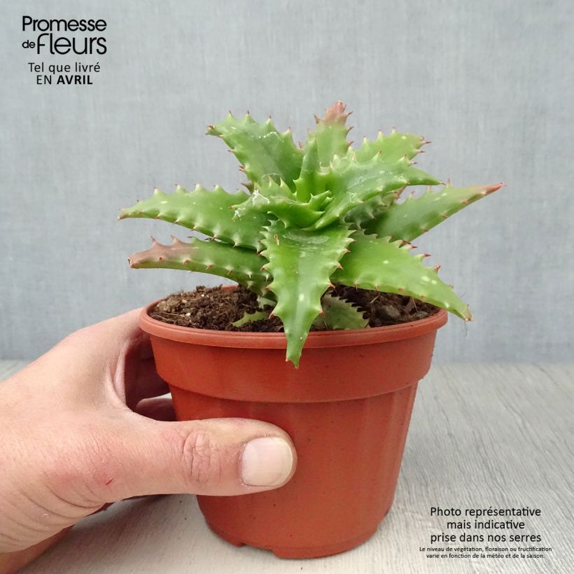 Aloe morogoroensis Maceta de 12 cm / 13 cm Ejemplar entregado en la primavera