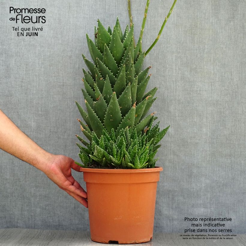 Ejemplar de Aloe perfoliata Maceta 7,5L/10L entregado en verano