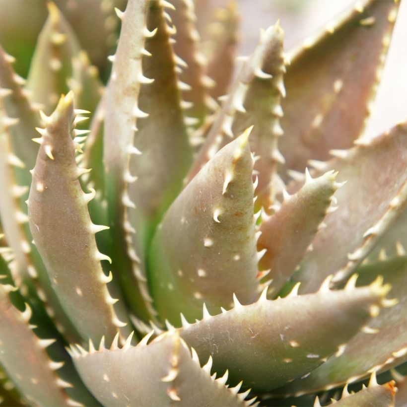 Aloe perfoliata (Follaje)