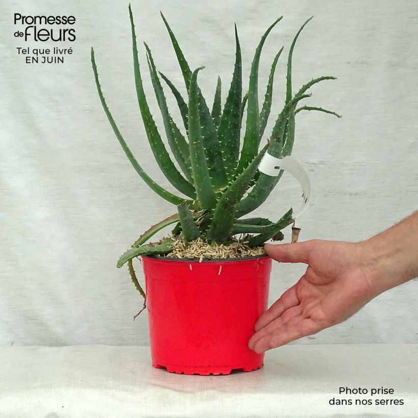 Ejemplar de Aloe spinosissima Maceta 2L/3L entregado en verano