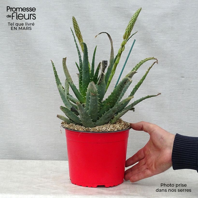 Aloe spinosissima Maceta 2L/3L Ejemplar entregado en la primavera