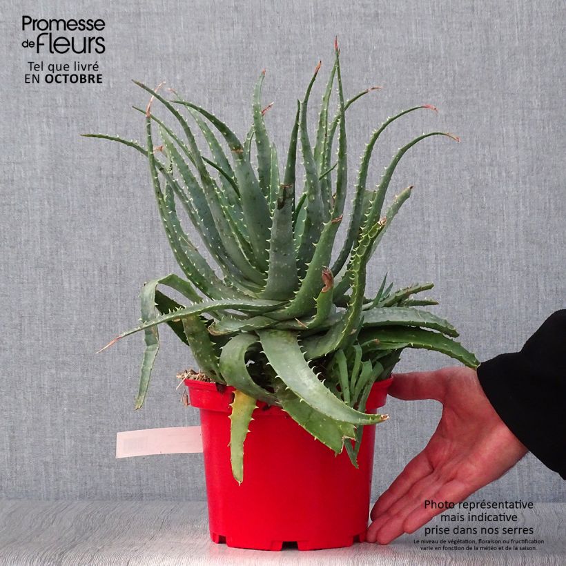 Ejemplar de Aloe spinosissima Maceta 2L/3L entregado en otoño