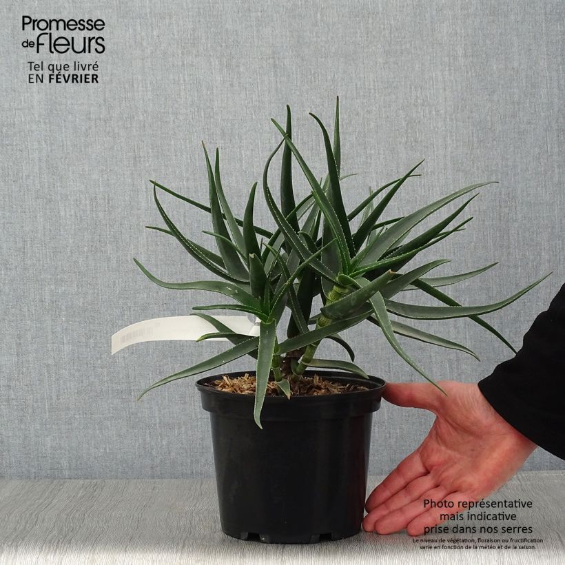 Aloe striatula ArticJungle Maceta de 8/9 cm Ejemplar entregado en invierno
