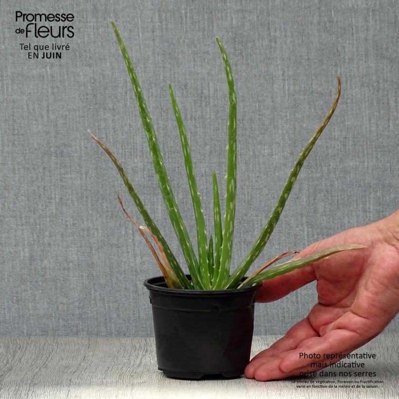 Ejemplar de Aloe vera Maceta de 7/8 cm entregado en verano