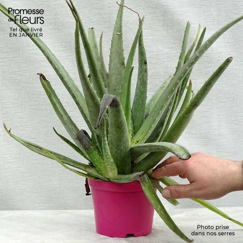 Aloe vera Maceta de 12 cm / 13 cm Ejemplar entregado en invierno