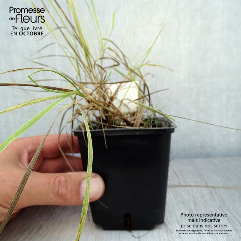 Ejemplar de Alopecurus pratensis Aureovariegatus - Alopecuro Maceta de 8/9 cm entregado en otoño