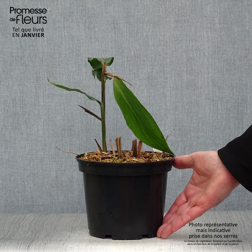 Alpinia galanga - Galanga Maceta 2L/3L Ejemplar entregado en invierno