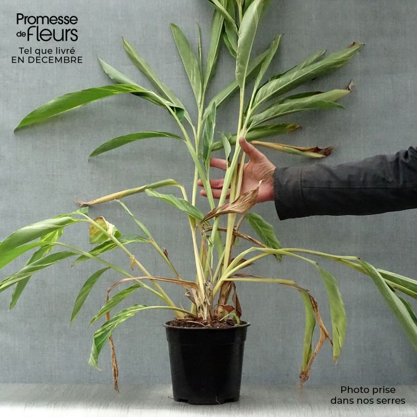 Alpinia zerumbet Variegata - Azucena de porcelana Maceta 2L/3L Ejemplar entregado en invierno