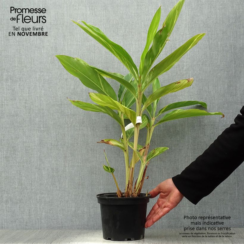 Ejemplar de Alpinia zerumbet Variegata - Azucena de porcelana Maceta 2L/3L entregado en otoño