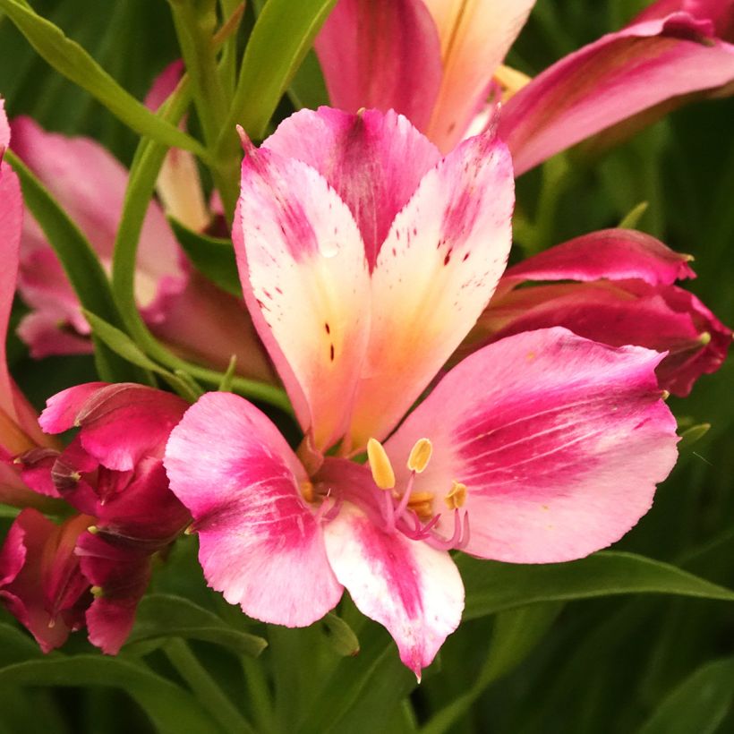 Alstroemeria Duchesses d'Anjou Emilie (Floración)