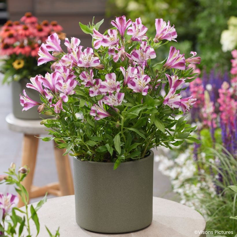 Alstroemeria Duchesses d'Anjou Valentine (Porte)