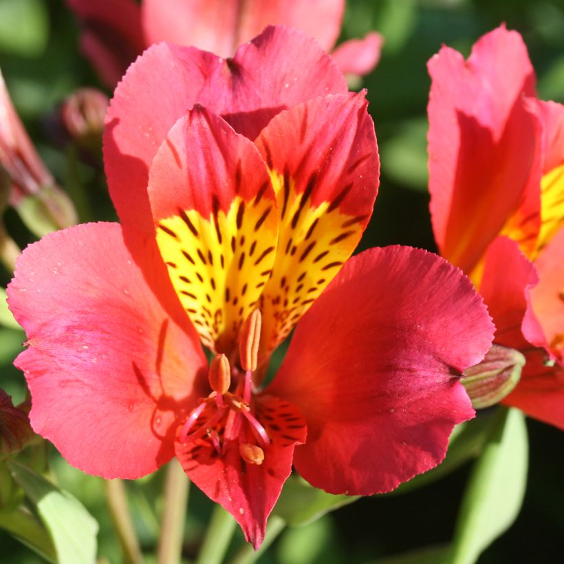 Alstroemeria Majestic Authion (Floración)