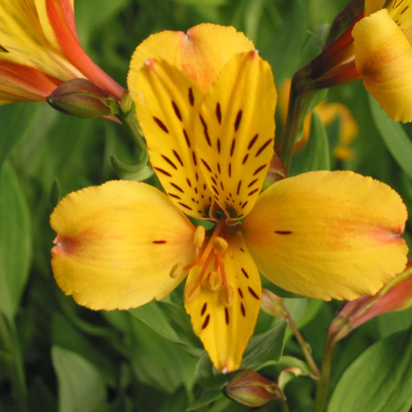 Alstroemeria Majestic Serrant (Floración)