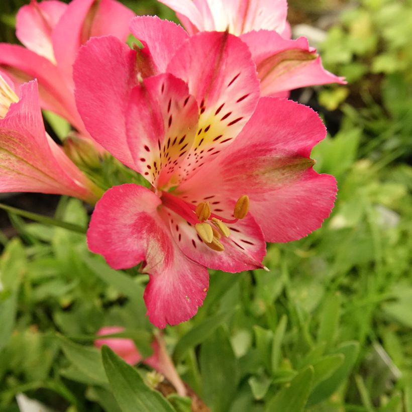 Alstroemeria Pitchounes Charlotte (Floración)