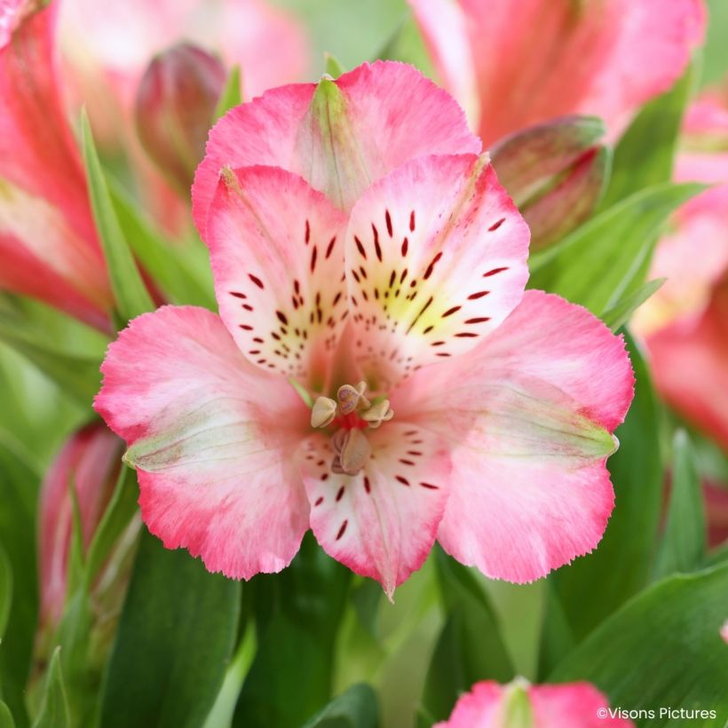 Alstroemeria Pitchounes Charlotte (Floración)