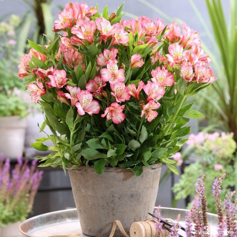 Alstroemeria Pitchounes Charlotte (Porte)