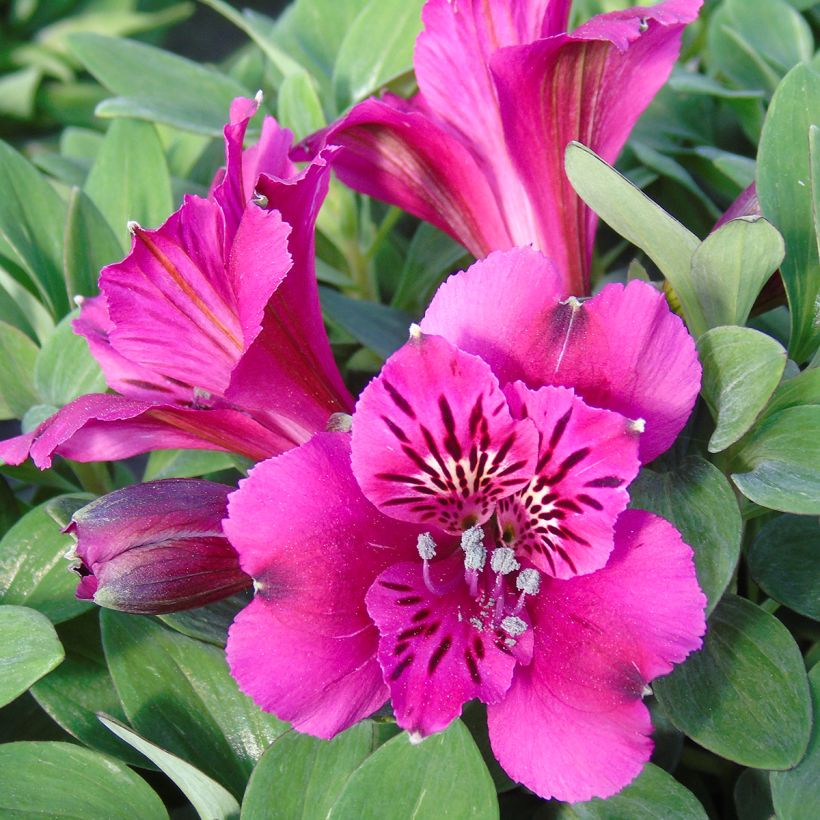 Alstroemeria Pitchounes Leonie (Floración)