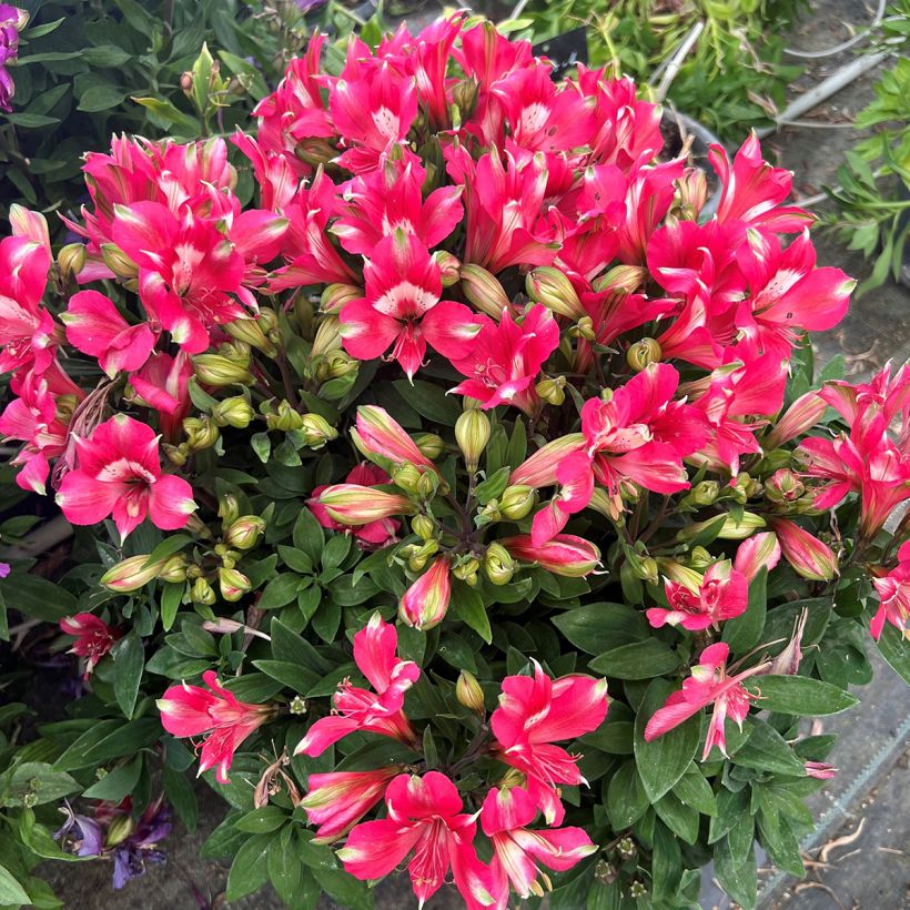 Alstroemeria Pitchounes Lily Rose (Porte)