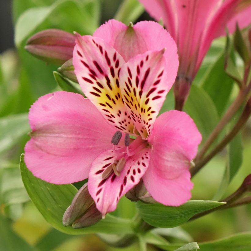 Alstroemeria Duc d'Anjou Charles (Floración)