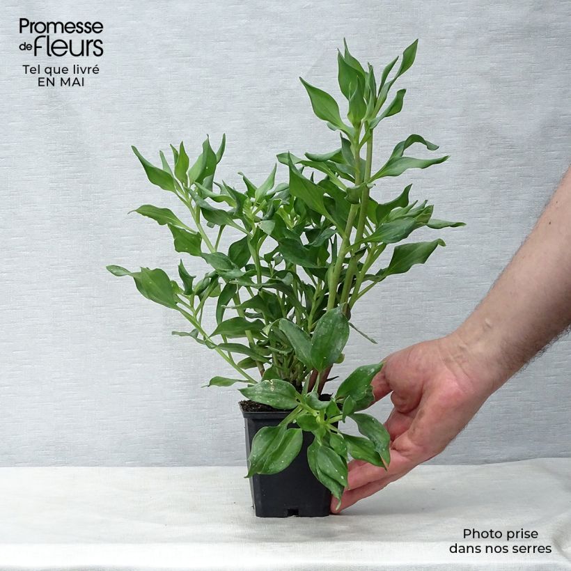 Alstroemeria Duc d'Anjou Jean Maceta de 8/9 cm Ejemplar entregado en la primavera