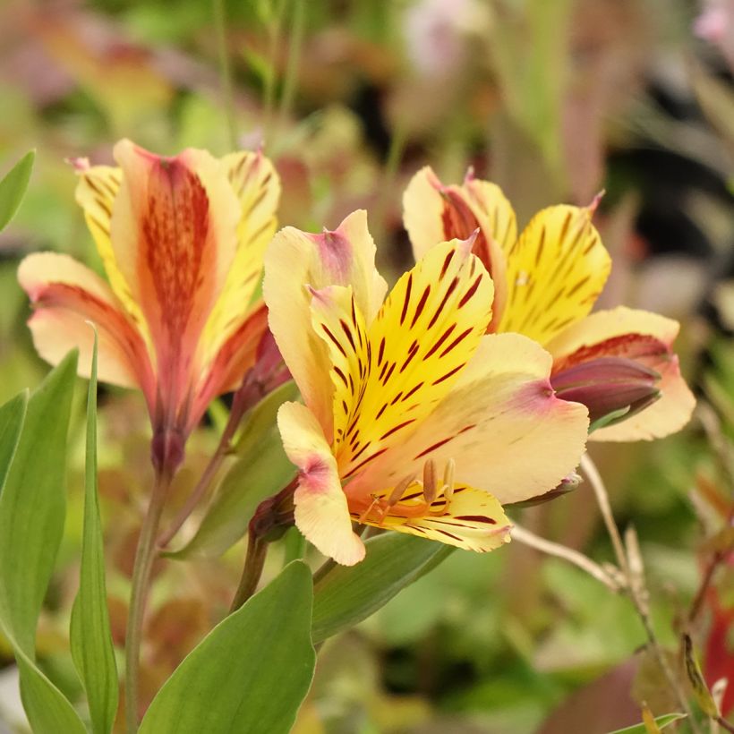 Alstroemeria Duc d'Anjou Nicolas (Floración)