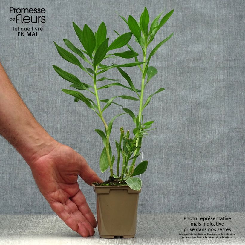 Alstroemeria Duc d'Anjou Charles Maceta de 8/9 cm Ejemplar entregado en la primavera