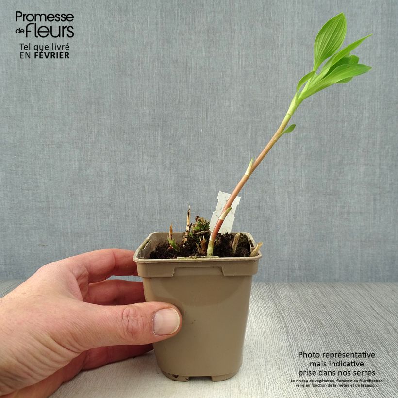Alstroemeria Duc d'Anjou Charles Maceta de 8/9 cm Ejemplar entregado en invierno
