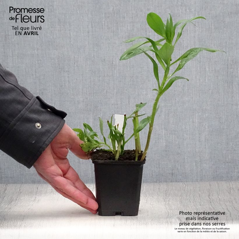 Alstroemeria Duc d'Anjou Edouard Maceta de 8/9 cm Ejemplar entregado en la primavera