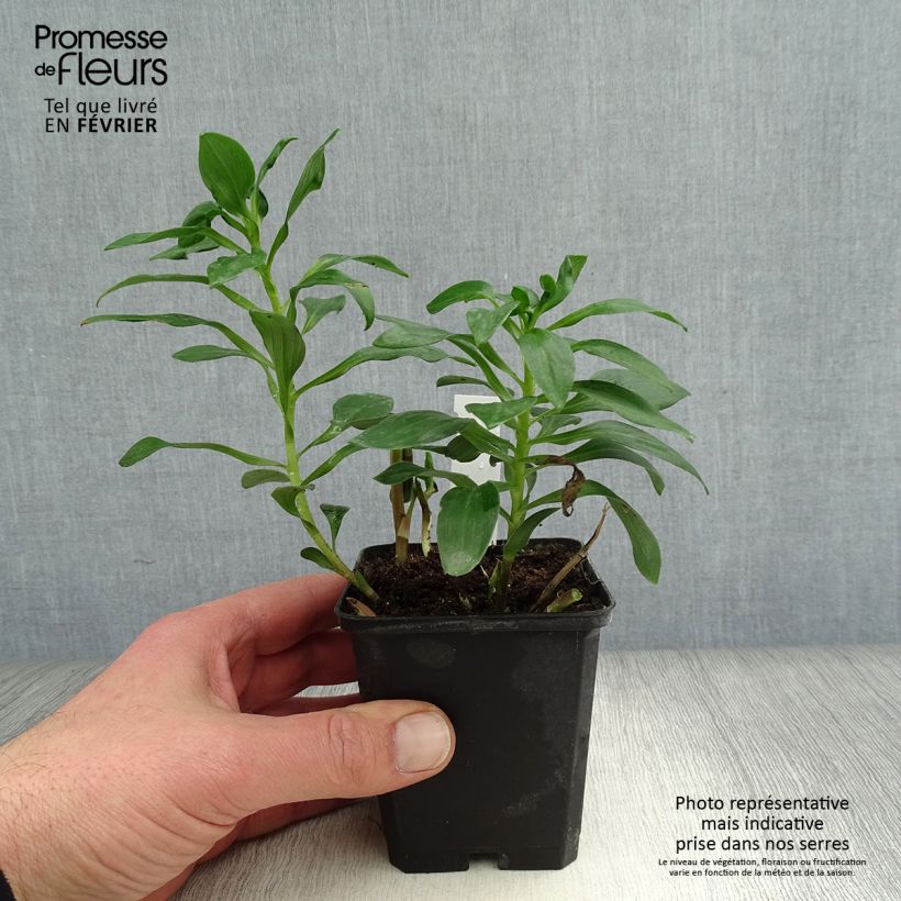 Alstroemeria Duc d'Anjou Edouard Maceta de 8/9 cm Ejemplar entregado en invierno