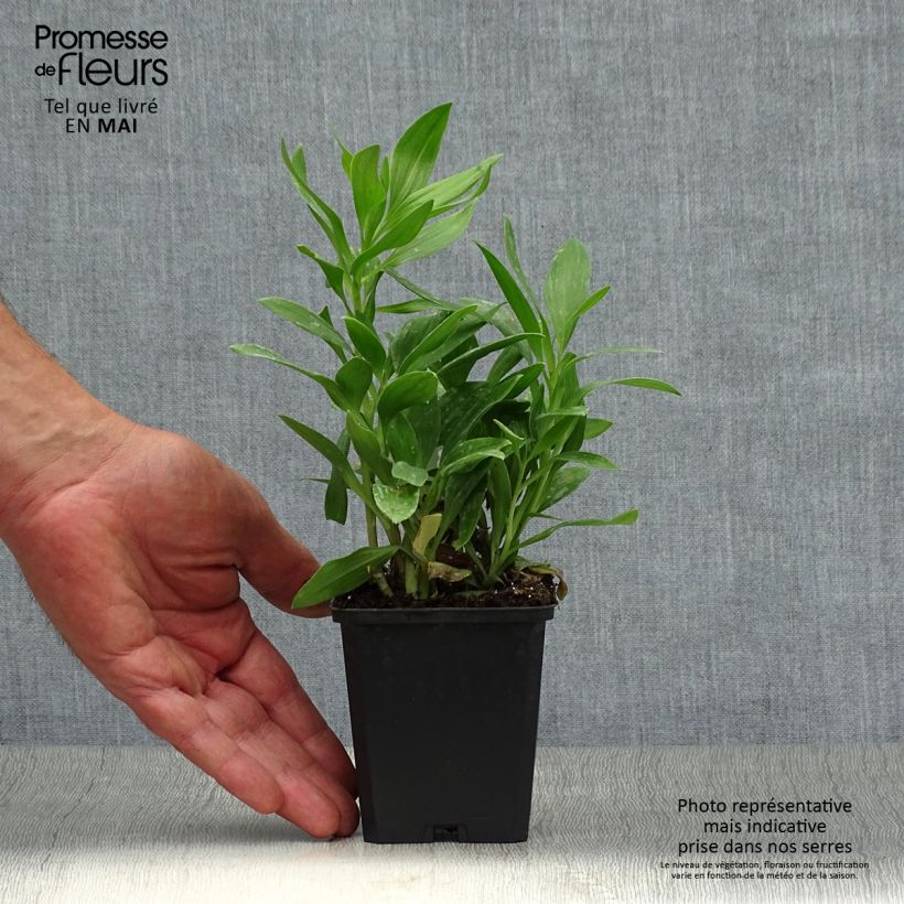 Alstroemeria Duc d'Anjou François Maceta de 8/9 cm Ejemplar entregado en la primavera