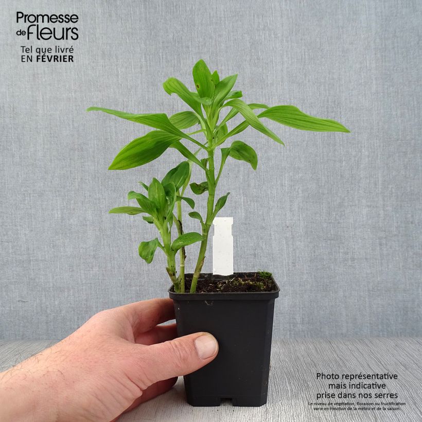 Alstroemeria Duc d'Anjou François Maceta de 8/9 cm Ejemplar entregado en invierno