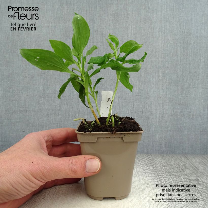 Alstroemeria Duc d'Anjou Jean Maceta de 8/9 cm Ejemplar entregado en invierno