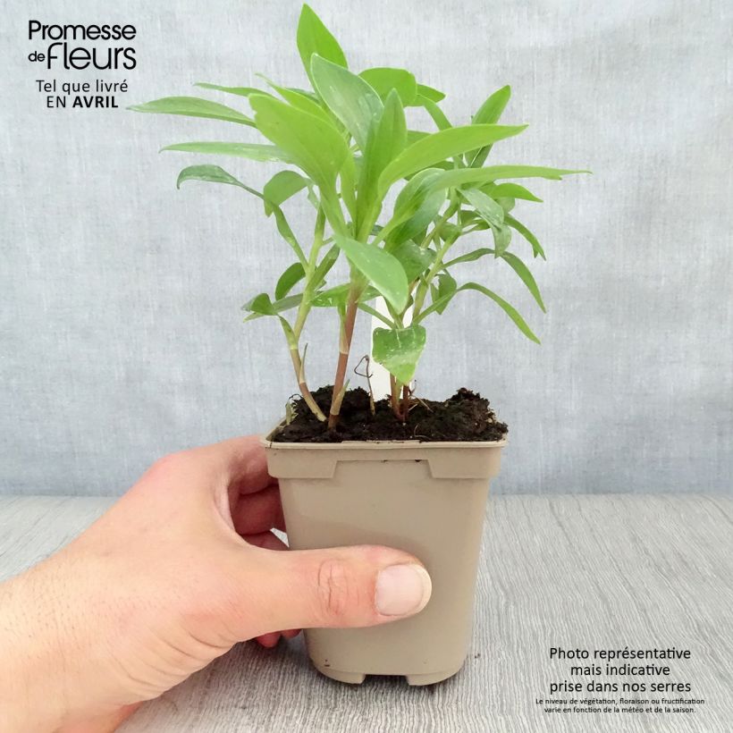 Alstroemeria Duc d'Anjou Nicolas Maceta de 8/9 cm Ejemplar entregado en la primavera