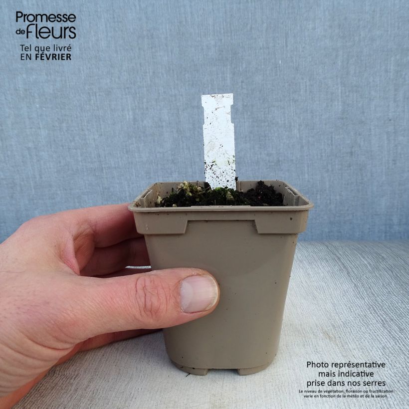 Alstroemeria Duc d'Anjou Nicolas Maceta de 8/9 cm Ejemplar entregado en invierno