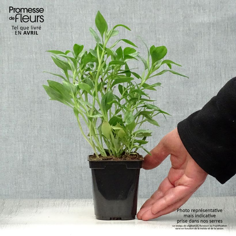 Alstroemeria Duc d'Anjou Pierre Maceta de 8/9 cm Ejemplar entregado en la primavera